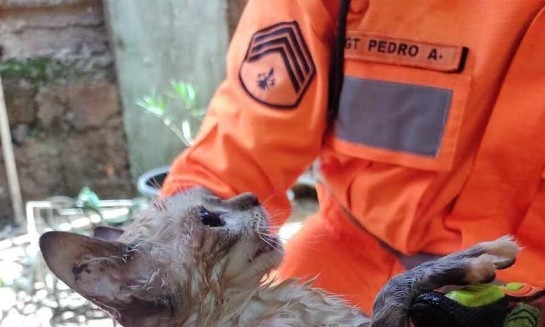 1-gato-resgatado-depois-de-cair-em-cisterna-35080370.jpeg