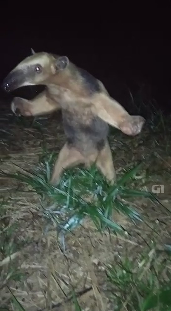 tamandua.jpg