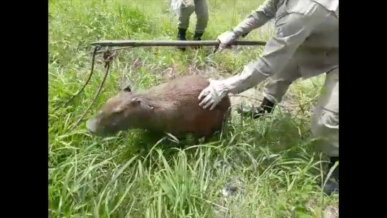 capibara.jpg