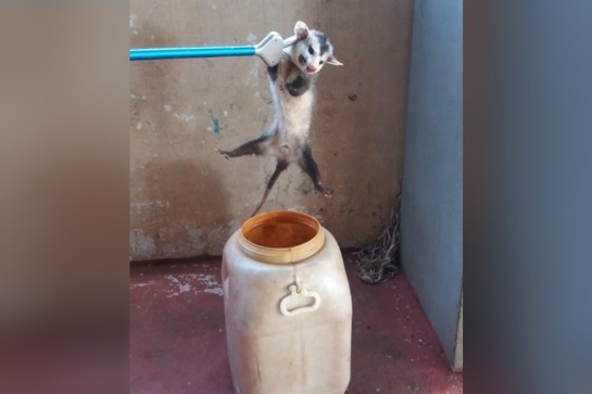 gamba-resgatado.jpeg
