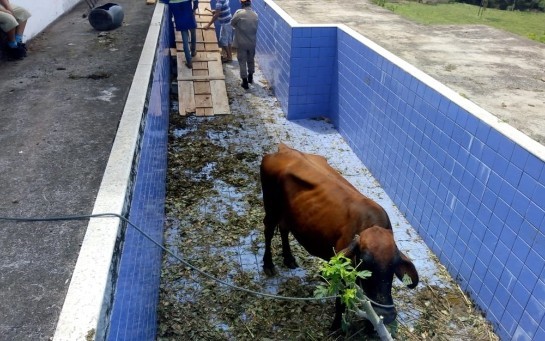 vaca-piscina.jpg