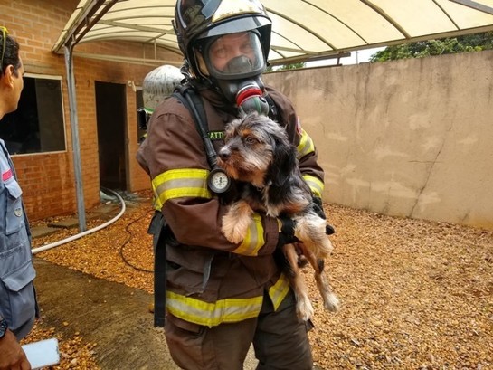 bombeiros-cachorro-pirassununga.jpg