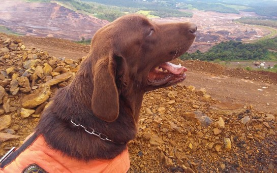 cao-labrador-bombeiro0.jpg