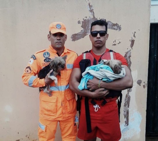 animais2.jpg