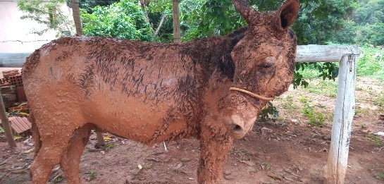 burro2.jpg