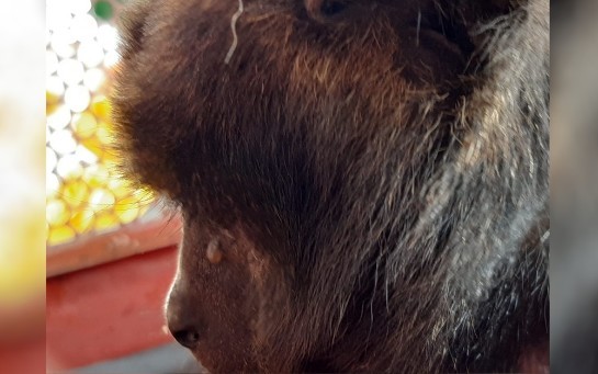 macaco-.jpg