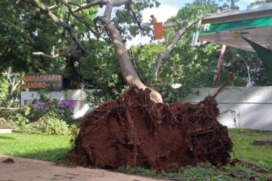DF: Em duas horas, o Corpo de Bombeiros atuou no corte emergencial de 15 árvores 1-whatsapp-image-2021-11-28-at-10-44-06-am--2--7129682.jpeg