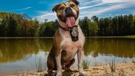 Canadá: Cachorro resgatado de Ringue de Luta é adotado por bombeiros e se torna oficial de detecção de fogo cachorro-resgatado-de-ringue-de-luta-e-adotado-por-bombeiros-e-se-torna-oficial-de-deteccao-de-fogo-1536x863.jpeg