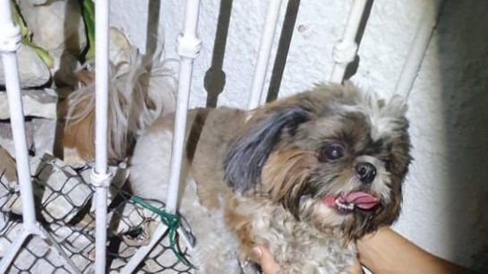 Cadela é resgatada por bombeiros após ficar presa entre as grades de portão em Sobral dogpresograde.jpg