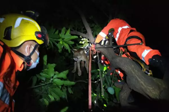 Bombeiros resgatam onça em árvore no quintal de casa em Uberlândia capturaonca-.png