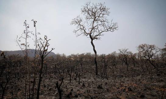 Donos de pousada e caseiros se juntam aos bombeiros para combater fogo na Chapada dos Veadeiros x95295498-pa-brasilia-bsb-16-09-2021-parte-da-mata-destruida-peloincendio-florestal-no-vale-da-lua.jpg.pagespeed.ic.d1qtfwcjyu.jpg