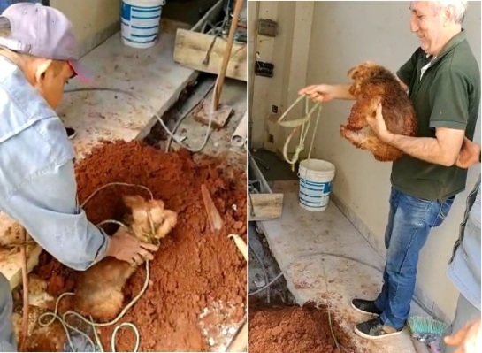 SP: Bombeiros salvam cachorro que caiu no buraco 021a089c-cachorro.jpg