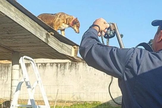 Cachorro em telhado mobiliza bombeiros e animal surpreende na hora do resgate em Mafra design-sem-nome-2022-08-25t090231410-800x533.jpg