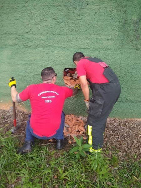 Bezerro fica preso em buraco e mobiliza bombeiros no bairro Argentina bezerro-fica-preso-em-buraco-e-mobiliza-bombeiros-no-bairro-argentina-em-criciuma.jpg