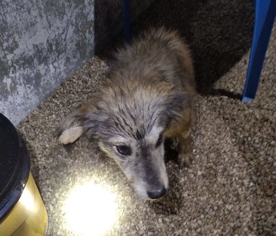 Bombeiros resgatam cachorro soterrado por muro após fortes chuvas bombeiros-resgatam-cachorro-soterrado-por-muro-e1665748566950.jpeg