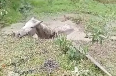 VÍDEO: Cavalo atolado em brejo é resgatado por bombeiros em Pomerode whatsapp-image-2023-08-30-at-15.41.58.jpeg