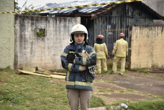 Bombeiros salvam coelho e gatinho durante incêndio em residência em Umuarama bombeiros-salvam-coelho-e-gatinho-durante-incendio-em-residencia-em-umuarama-64b556f315d58.jpeg