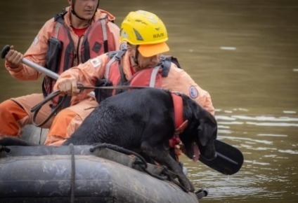 MG: Cães reconhecidos recebem certificação de busca e resgate do Corpo de Bombeiros whatsapp-image-2023-10-01-at-20.05.44.jpeg