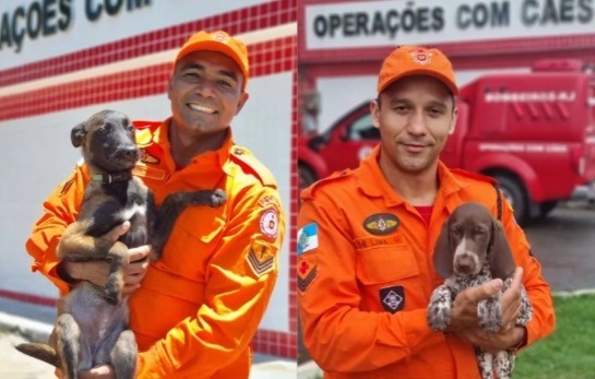 Canil do Corpo de Bombeiros do Rio terá mais duas filhotes para ajudar em operações whatsapp-image-2023-10-30-at-11.53.43.jpeg