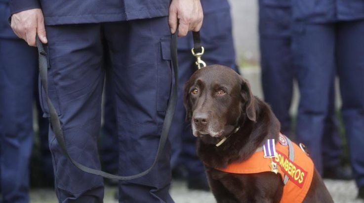 ABERGS prestigia homenagem ao cão Guapo que se aposenta após quase 10 anos de serviço