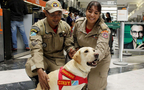 CÃES BOMBEIROS VIAJAM 1,2 MIL QUILÔMETROS PARA AJUDAR NAS BUSCAS POR CORPOS EM BRUMADINHO abergs.png