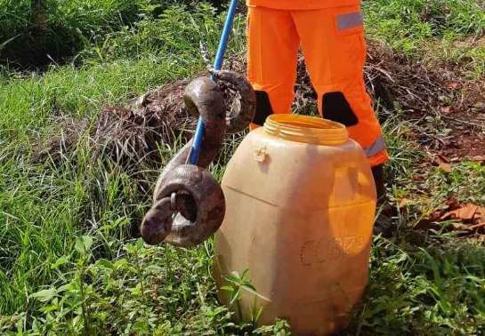 Jiboia na mira de pedradas é salva por bombeiros em Ituiutaba 20191116081235387543a.jpg