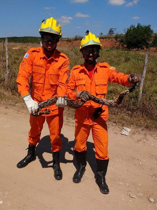 Alagoas: Corpo de Bombeiros captura cobra em residência csm-bombeiros-resgatam-cobra-em-sao-jose-da-laje--alagoas---foto-divulgacao-cbm-al-2-0190ef7b88.jpeg