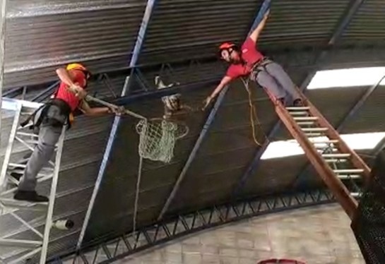 Após quase três dias, bombeiros resgatam bicho-preguiça de viga a 10 metros de altura em concessionária em Mogi preguica-e-resgatada-de-concessionaria-em-mogi-das-cruzes.jpg