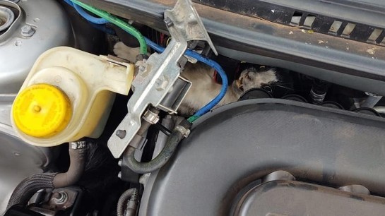 Gato fica preso no motor de carro em Araraquara e é resgatado pelos bombeiros gato-preso-motor.jpg