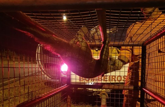 Tamanduá-mirim entra em sorveteria e é resgatado pelos Bombeiros em Boa Vista tamandua.jpg