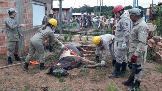 Bombeiros resgatam égua que caiu em fossa em Sinop sinop-egua-retirada-fossa-3-janeiro-2020-assessoria-990x556.jpg