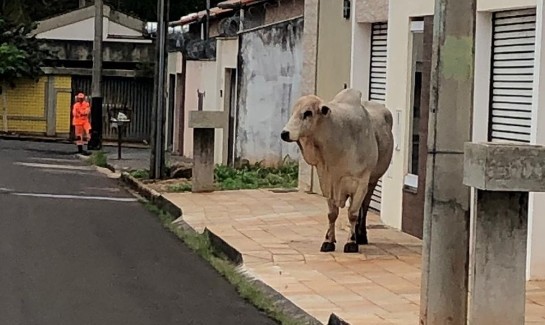 Corpo de Bombeiros utiliza vaca e bezerro para tirar boi das ruas de Ituiutaba boi-ituiutaba-1-.jpeg