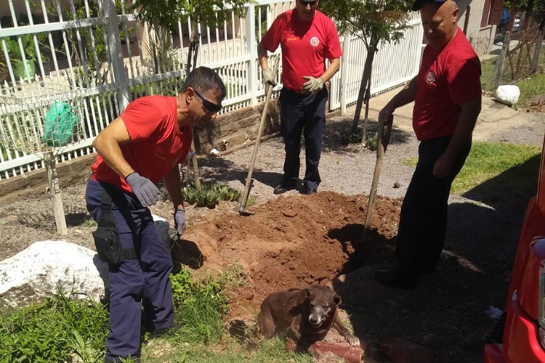 Bombeiros resgatam cão preso em bueiro no Esmeralda catioro.jpg
