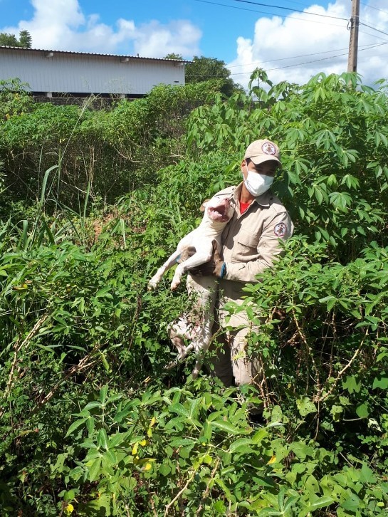Pit bull que escapou de casa é resgatado pelos bombeiros em MT; animal é dócil dogao.jpeg