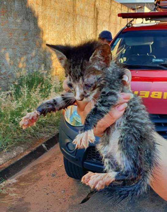 Bombeiros resgatam gato de concertina e outro de bueiro em Ituiutaba gato-bueiro-2.jpg
