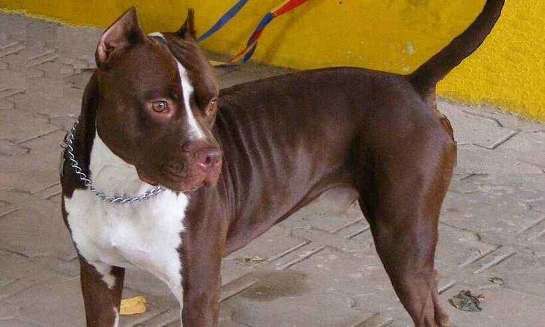 Fogos de artifício deixam pitbull agressivo, e dona chama os bombeiros em Minas 20200826220405195886i.jpg