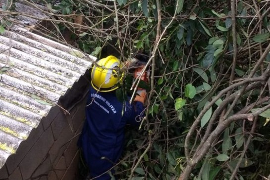 Após queda, bombeiros fazem corte de árvore no Steffen apos-queda-bombeiros-fazem-corte-de-arvore-no-steffen-5ee6803fd7a1a.jpg