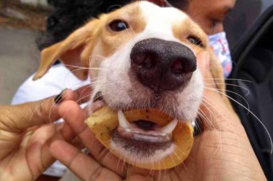 Fortaleza: Cadela prende osso na boca e bombeiros são chamados para retirar 1-cachorro-prende-osso-na-boca-e-bombeiros-sao-chamados-para-retirar-12529822.jpeg
