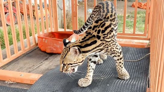 Jaguatirica encontrada com ferimentos é solta pelos bombeiros e agentes da Sema no Nortão animal-captura-bombeiros-mato-grosso-maio-2020-assessoria-a-990x556.jpg