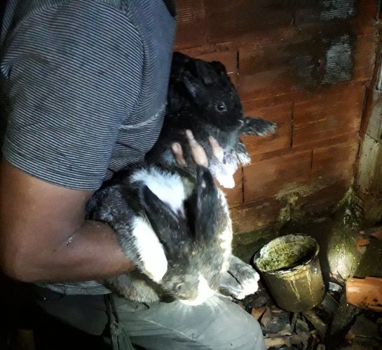 Bombeiros resgatam coelhos durante combate ao incêndio de uma casa em Paracatu coelhos.jpg