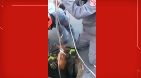 Bombeiros resgatam cachorro que caiu em tubulação de 30 metros em São José dos Campos caopoco-.png