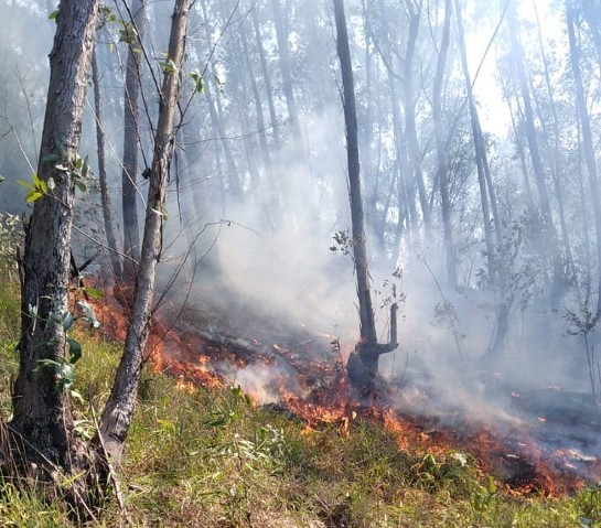 Bombeiros e brigadistas de aldeia levam 10 horas para apagar incêndio perto de comunidade indígena em SP whatsapp-image-2021-08-21-at-14.46.40.jpeg