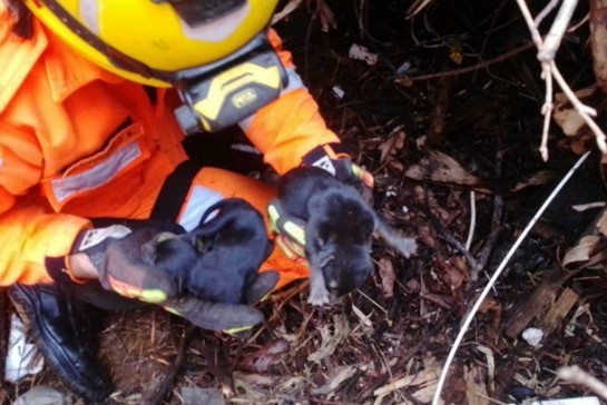 Corpo de Bombeiros salva filhotes de cachorro de cratera em Caldas corpo-de-bombeiros-salvam-filhotes-de-cachorro-de-cratera-em-caldas-601930230ab83.jpg
