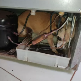 Goiás: Cadela fica presa em motor de geladeira e é resgatada pelos bombeiros caogeladeira-.png