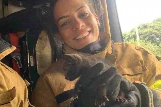 Gato preso em edificação é içado com ajuda de atadura e salvo por bombeiros no DF 1-gato-6562378.jpg