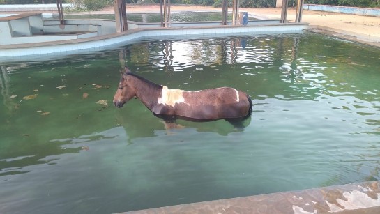 Cavalo cai em piscina e é resgatado pelos bombeiros, em Montes Claros piscina.jpeg