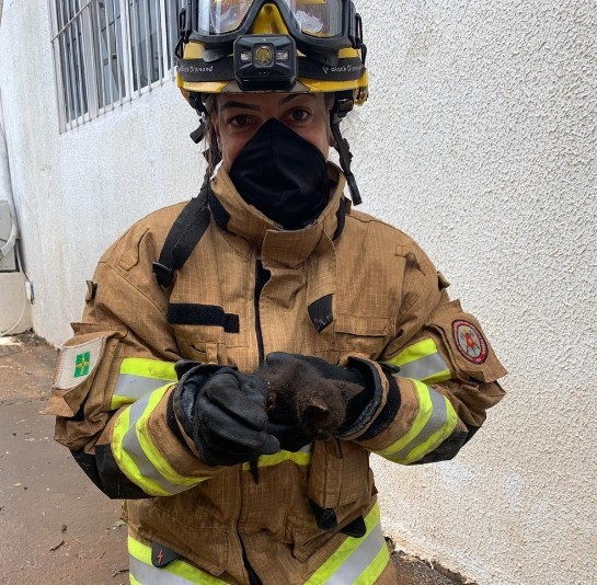 VÍDEO: bombeiros serram chapa de metal para resgatar filhote de gato no DF whatsapp-image-2021-03-10-at-17.33.51.jpeg