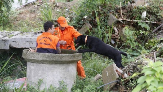 Cães treinados dos bombeiros fazem a diferença nas buscas por vítimas ou sobreviventes em matas, escombros e deslizamentos de terra 97447158-ri-rio-de-janeiro-rj-09-02-2022-tropa-de-elite-de-quatro-pataso-canil-do-corpo-de-bombei.jpg
