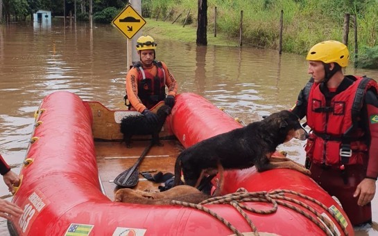 Bombeiros resgatam cães ilhados em viveiro após forte chuva no Jardim Novo Mundo, em Goiânia foto-1caobomb.jpg