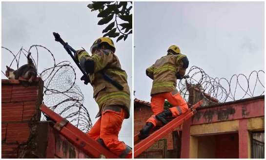 Bombeiros salvam gato que ficou preso em cerca cortante em Ituiutaba militares-identificaram-que-o-felino-apresentava-varios-cortes-pelo-corpo-1-119416.jpg
